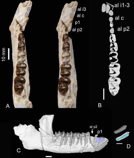 Illustration for article titled Origin Mystery of Ancient Rhino-Like Mammal Solved By 55-Million-Year-Old Fossil